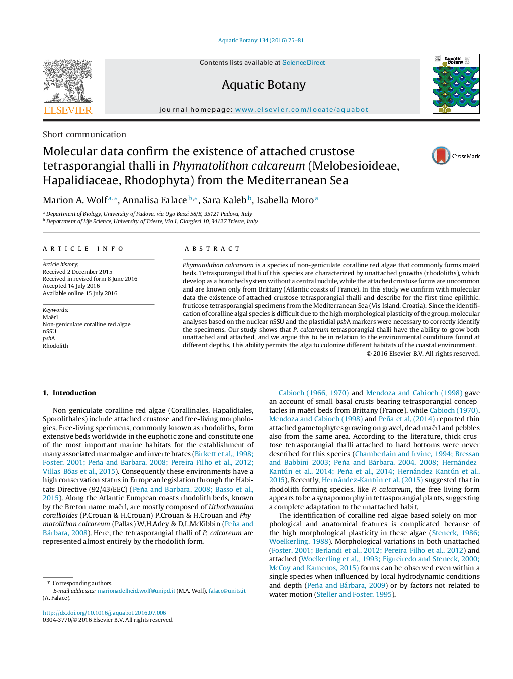 Molecular data confirm the existence of attached crustose tetrasporangial thalli in Phymatolithon calcareum (Melobesioideae, Hapalidiaceae, Rhodophyta) from the Mediterranean Sea