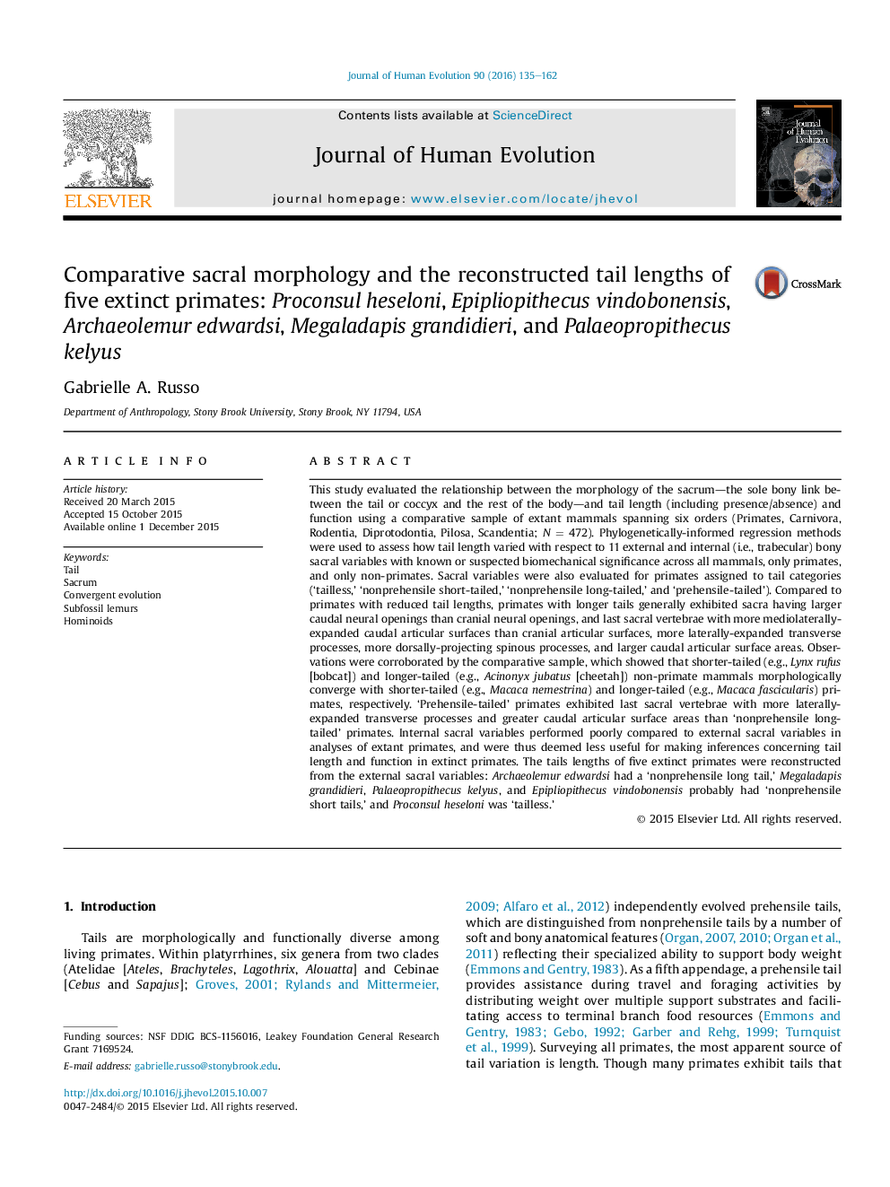 Comparative sacral morphology and the reconstructed tail lengths of five extinct primates: Proconsul heseloni, Epipliopithecus vindobonensis, Archaeolemur edwardsi, Megaladapis grandidieri, and Palaeopropithecus kelyus 