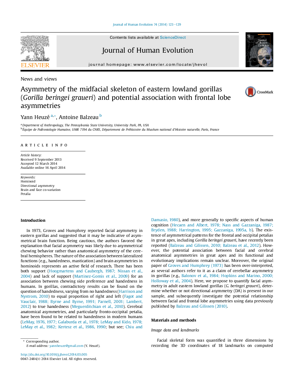 Asymmetry of the midfacial skeleton of eastern lowland gorillas (Gorilla beringei graueri) and potential association with frontal lobe asymmetries