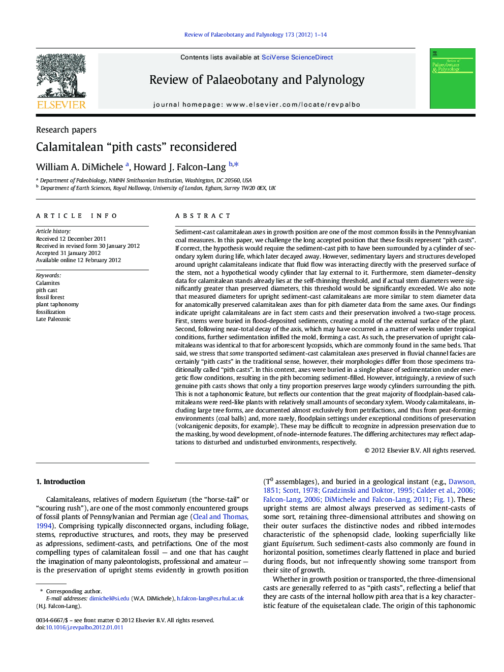 Calamitalean “pith casts” reconsidered