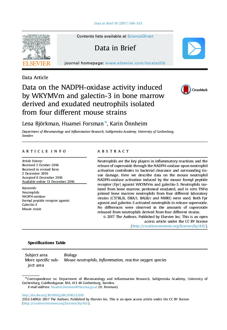 Data on the NADPH-oxidase activity induced by WKYMVm and galectin-3 in bone marrow derived and exudated neutrophils isolated from four different mouse strains
