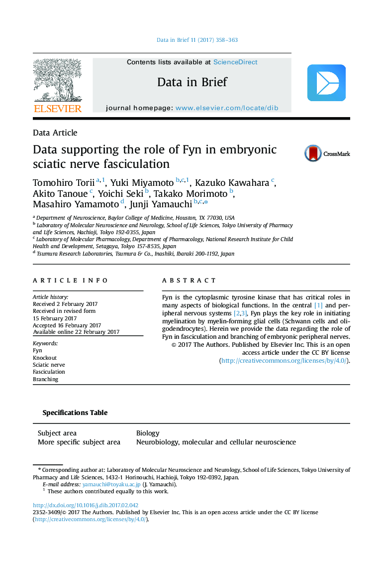 Data supporting the role of Fyn in embryonic sciatic nerve fasciculation
