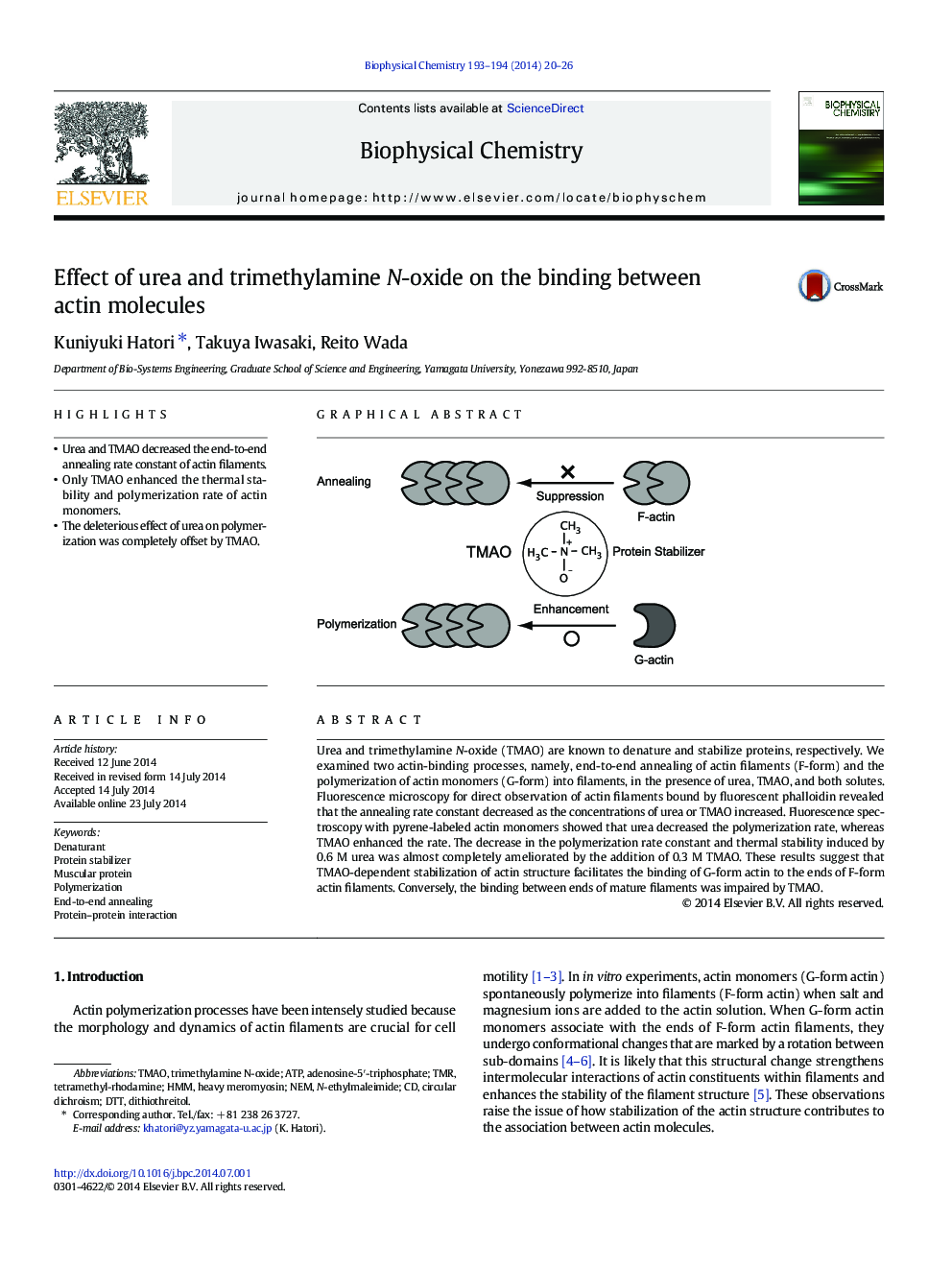 Effect of urea and trimethylamine N-oxide on the binding between actin molecules