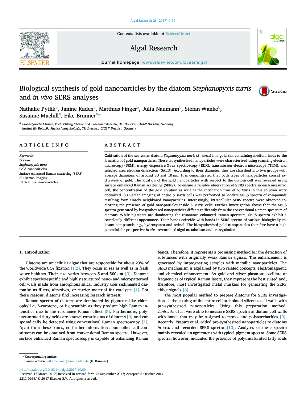 Biological synthesis of gold nanoparticles by the diatom Stephanopyxis turris and in vivo SERS analyses