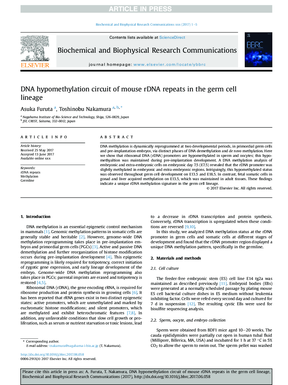 DNA hypomethylation circuit of mouse rDNA repeats in the germ cell lineage