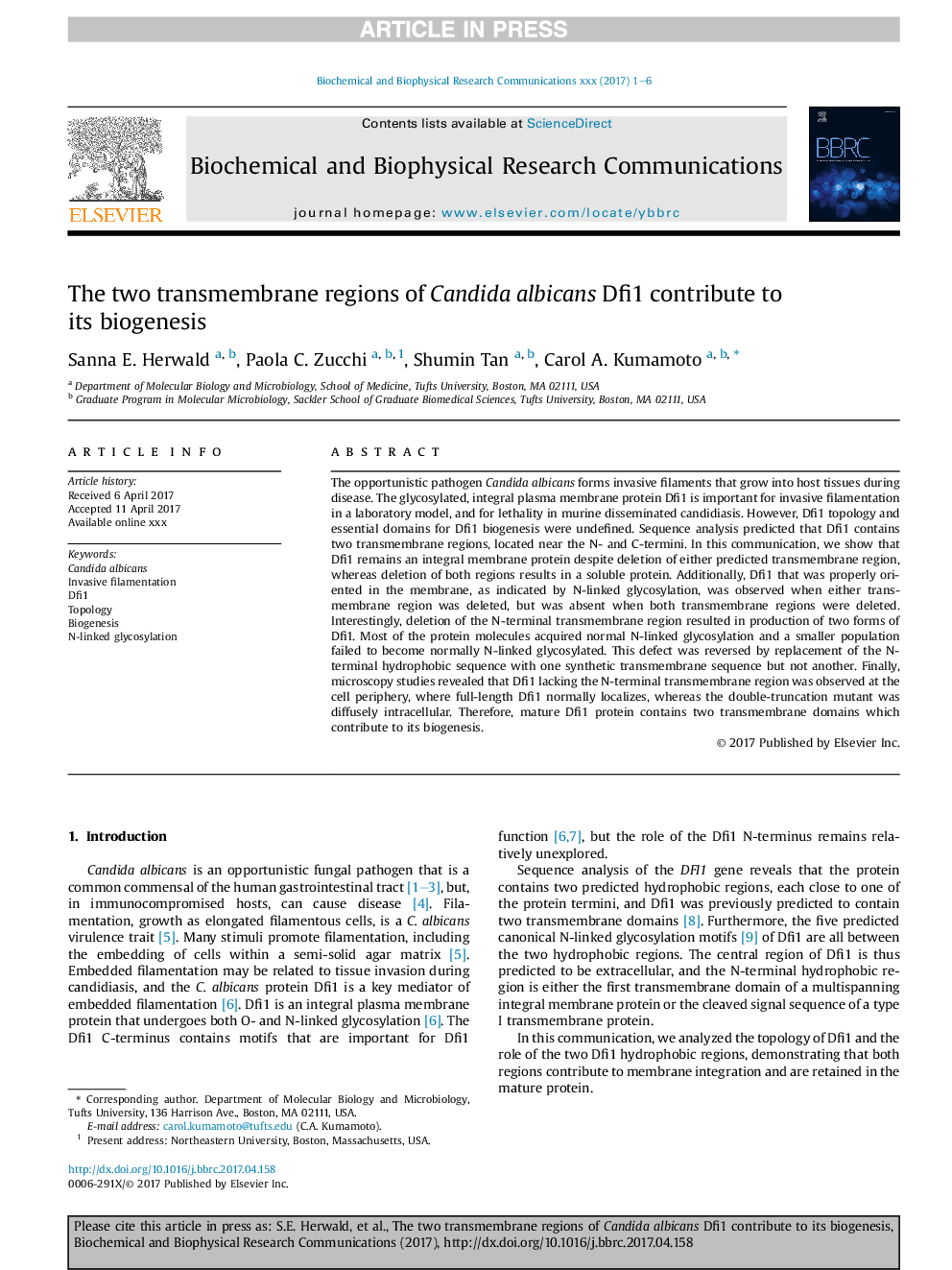 The two transmembrane regions of Candida albicans Dfi1 contribute to its biogenesis