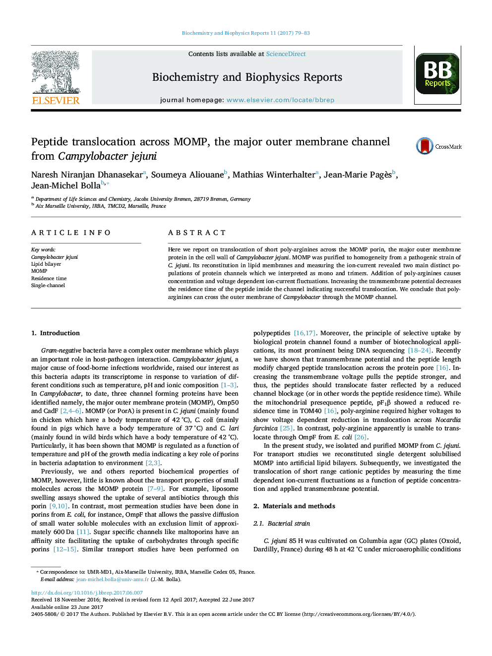 Peptide translocation across MOMP, the major outer membrane channel from Campylobacter jejuni