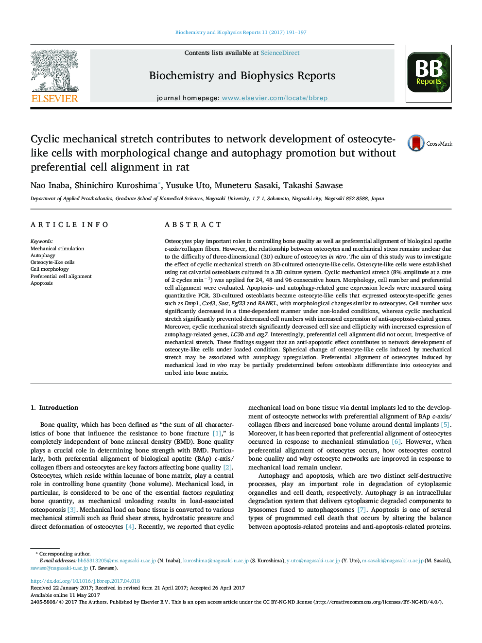 Cyclic mechanical stretch contributes to network development of osteocyte-like cells with morphological change and autophagy promotion but without preferential cell alignment in rat