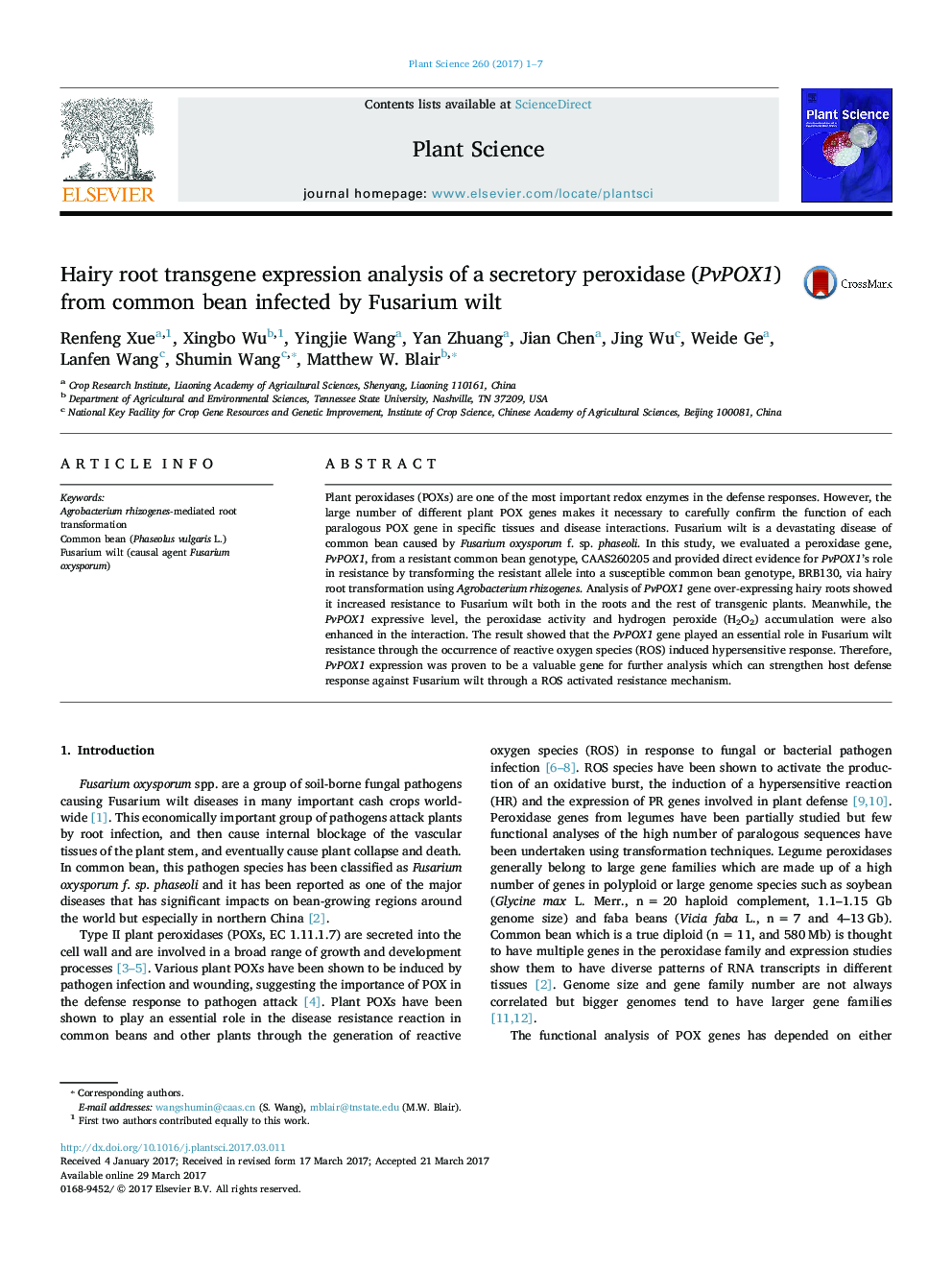 Hairy root transgene expression analysis of a secretory peroxidase (PvPOX1) from common bean infected by Fusarium wilt