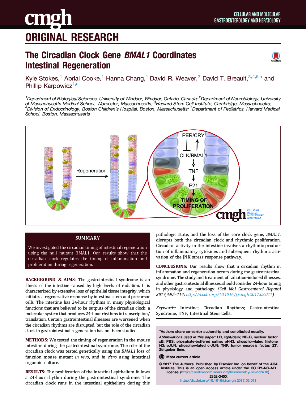 The Circadian Clock Gene BMAL1 Coordinates IntestinalÂ Regeneration