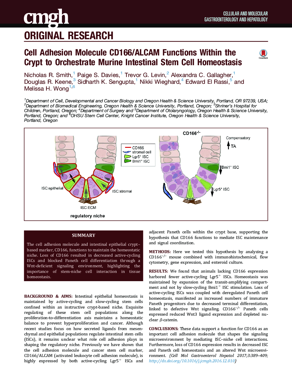 Cell Adhesion Molecule CD166/ALCAM Functions Within the Crypt to Orchestrate Murine Intestinal Stem Cell Homeostasis