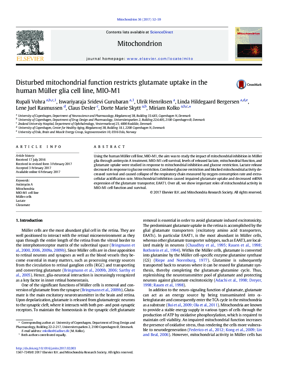 Disturbed mitochondrial function restricts glutamate uptake in the human Müller glia cell line, MIO-M1