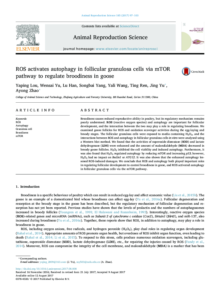 ROS activates autophagy in follicular granulosa cells via mTOR pathway to regulate broodiness in goose