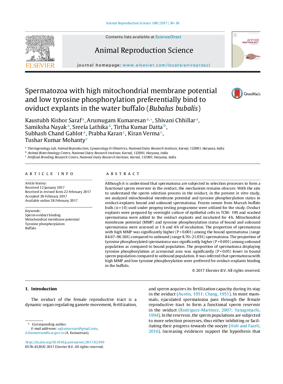 Spermatozoa with high mitochondrial membrane potential and low tyrosine phosphorylation preferentially bind to oviduct explants in the water buffalo (Bubalus bubalis)