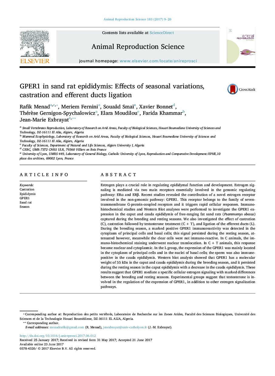 GPER1 in sand rat epididymis: Effects of seasonal variations, castration and efferent ducts ligation