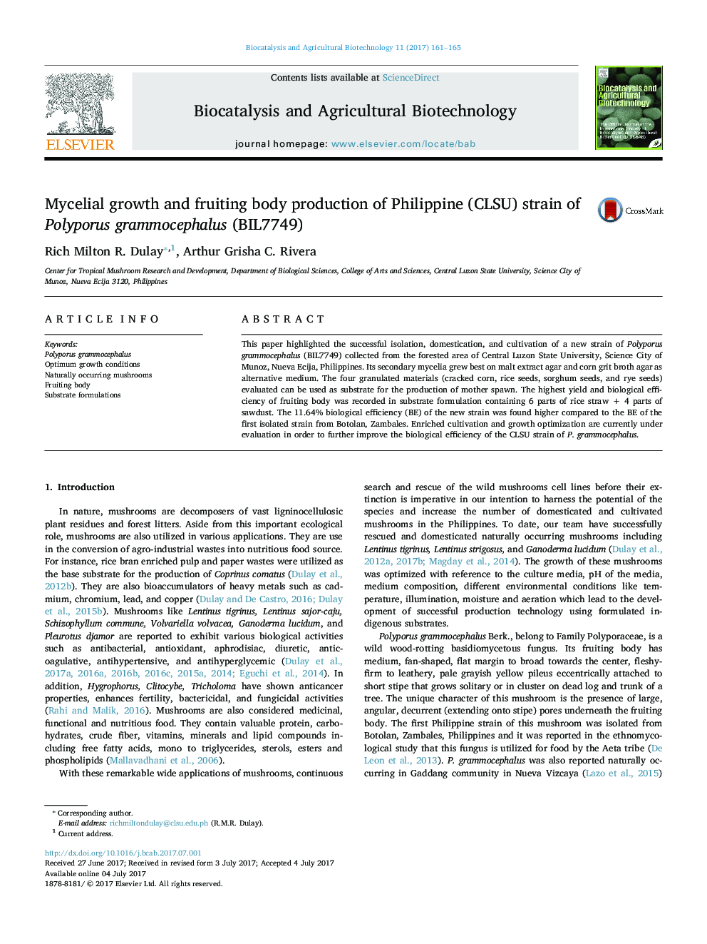 Mycelial growth and fruiting body production of Philippine (CLSU) strain of Polyporus grammocephalus (BIL7749)