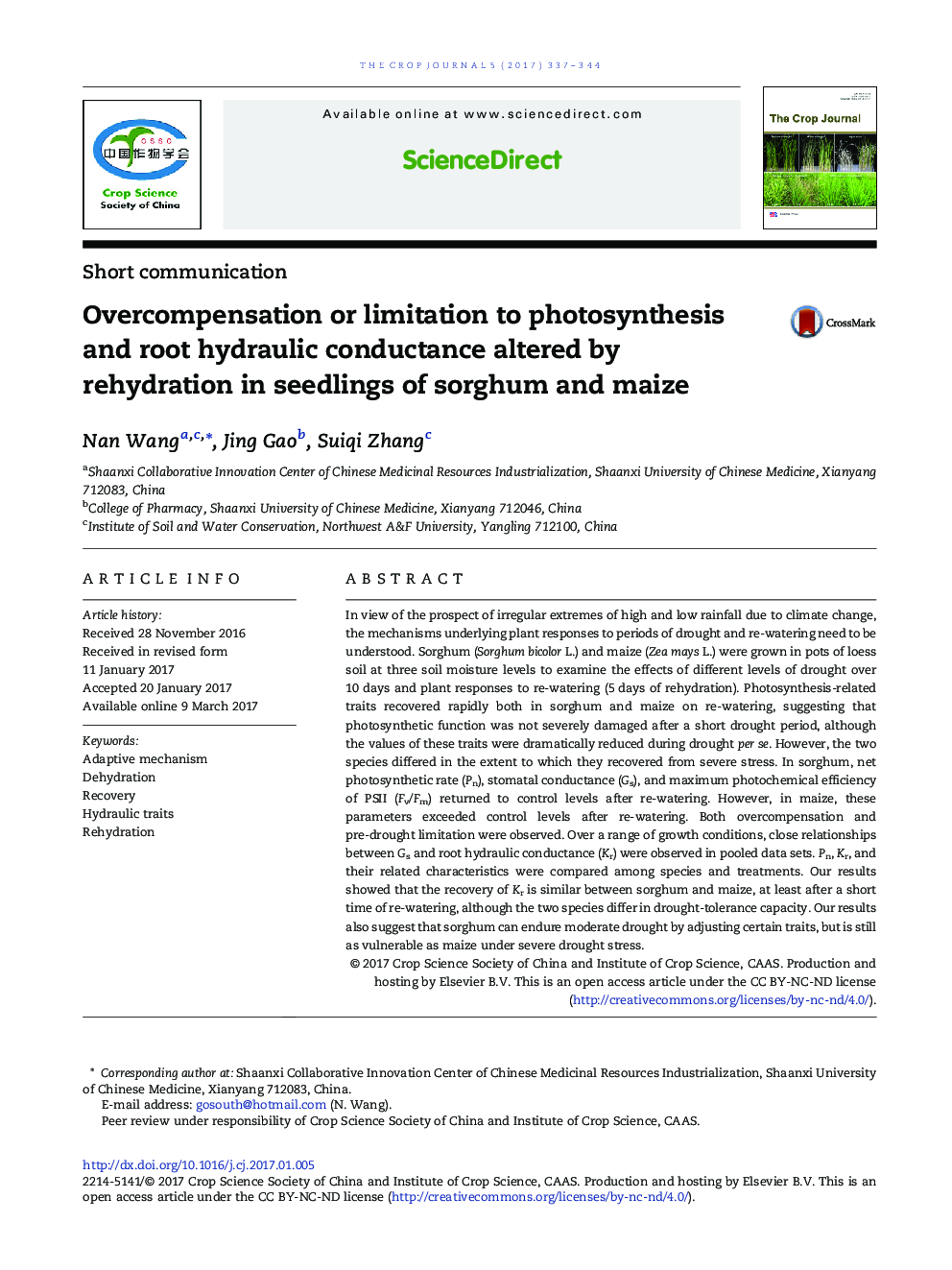 Overcompensation or limitation to photosynthesis and root hydraulic conductance altered by rehydration in seedlings of sorghum and maize