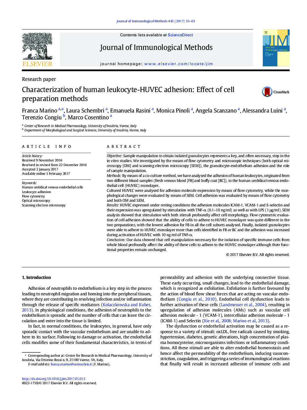 Research paperCharacterization of human leukocyte-HUVEC adhesion: Effect of cell preparation methods