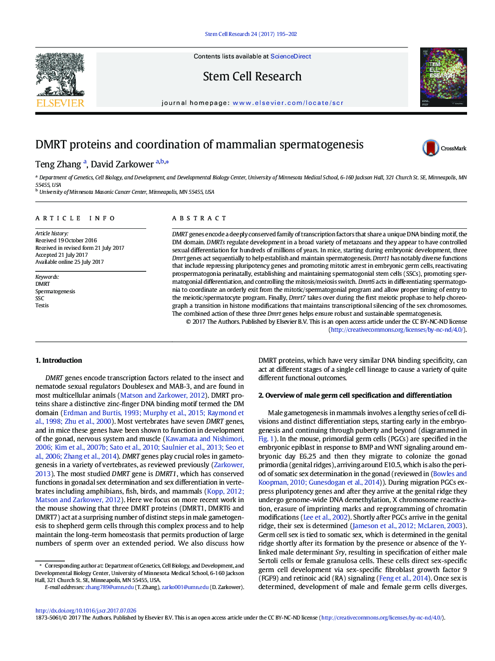 DMRT proteins and coordination of mammalian spermatogenesis