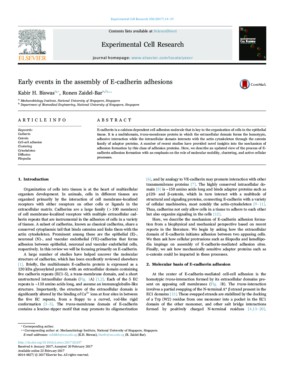 Early events in the assembly of E-cadherin adhesions