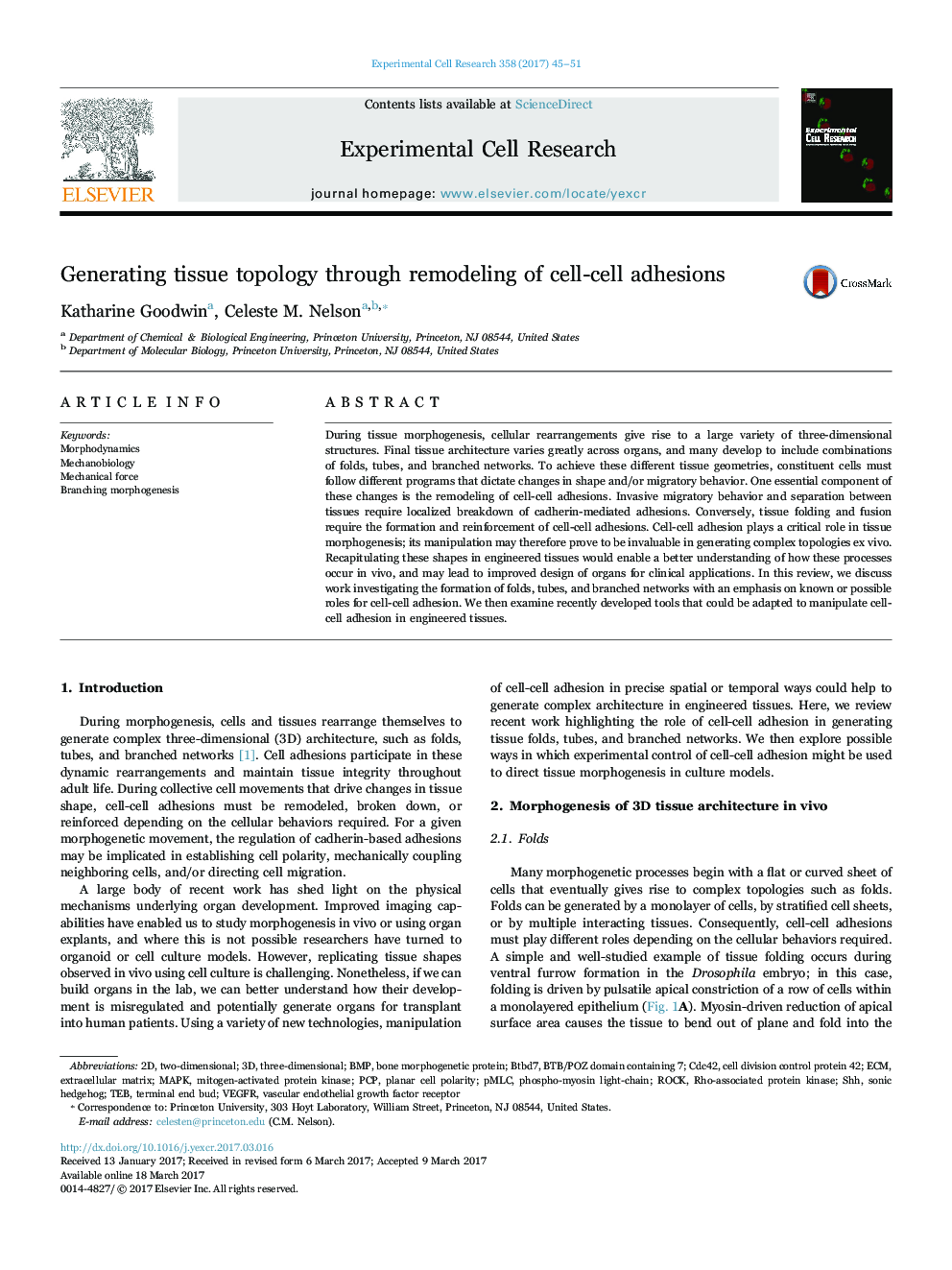 Generating tissue topology through remodeling of cell-cell adhesions