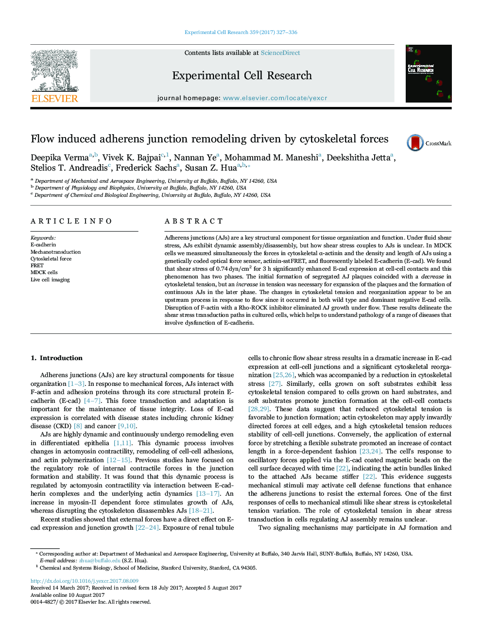 Flow induced adherens junction remodeling driven by cytoskeletal forces