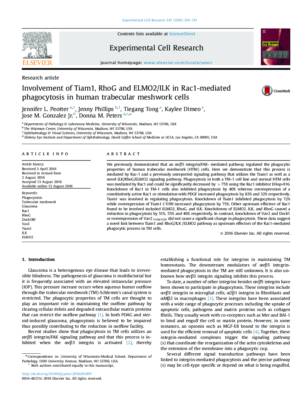 Research articleInvolvement of Tiam1, RhoG and ELMO2/ILK in Rac1-mediated phagocytosis in human trabecular meshwork cells