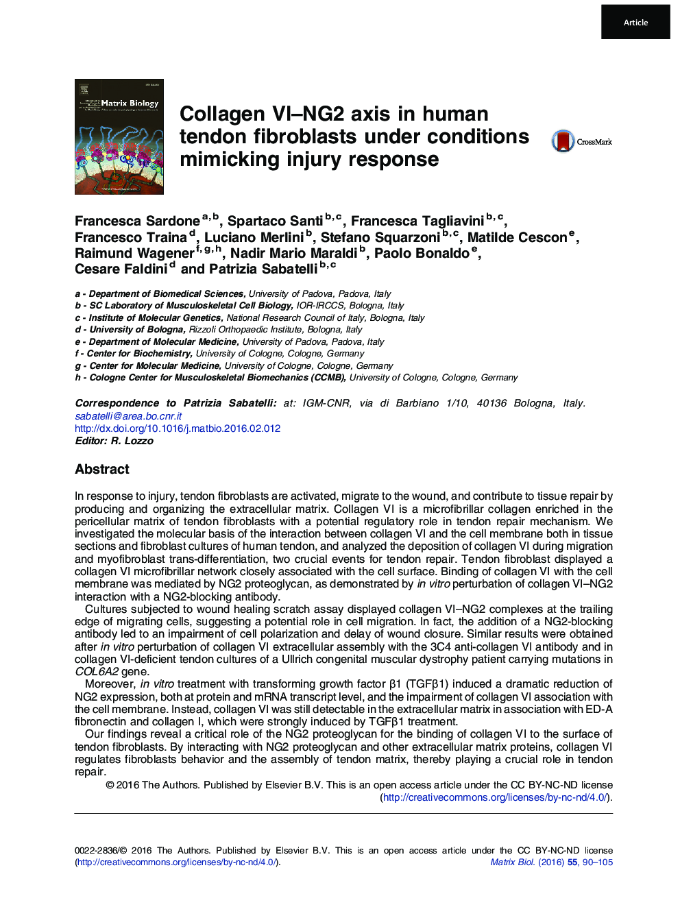 Collagen VI-NG2 axis in human tendon fibroblasts under conditions mimicking injury response