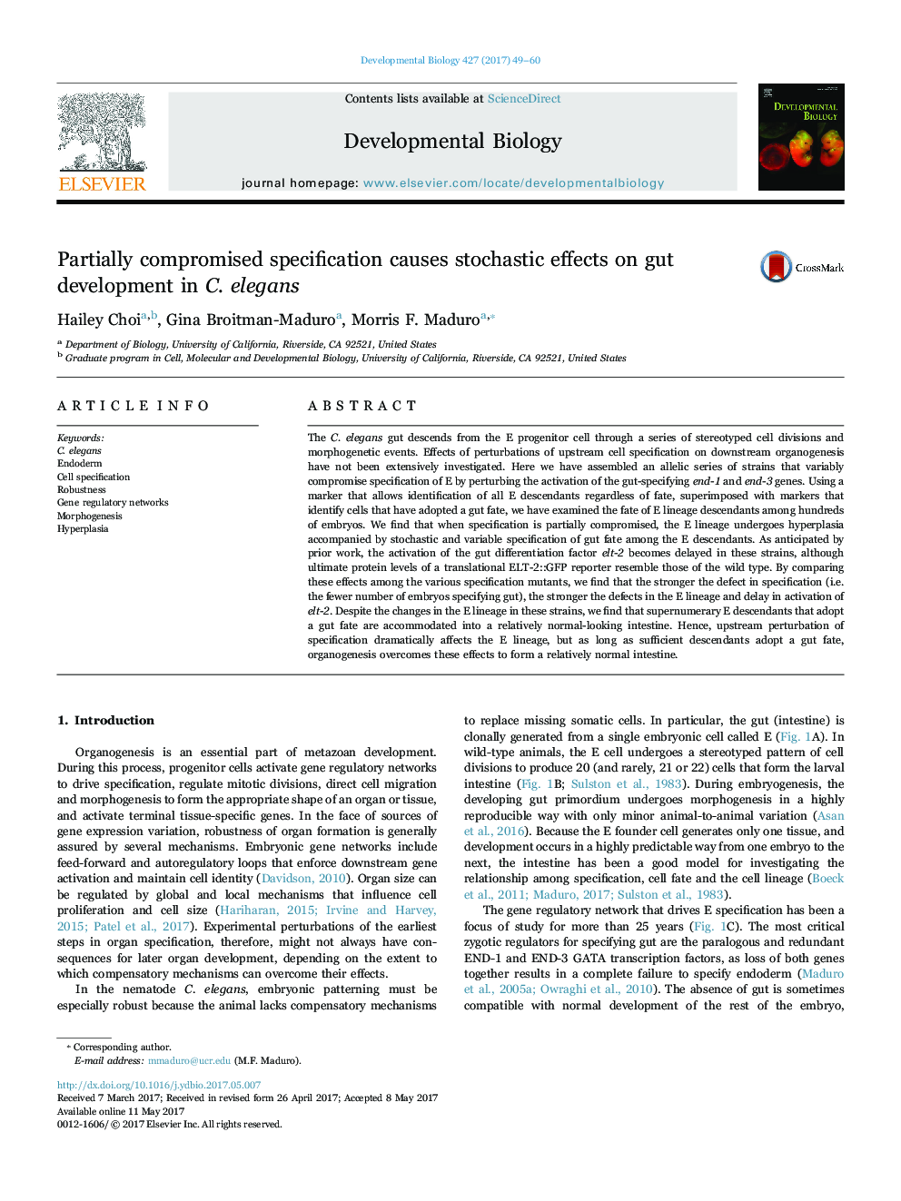 Partially compromised specification causes stochastic effects on gut development in C. elegans