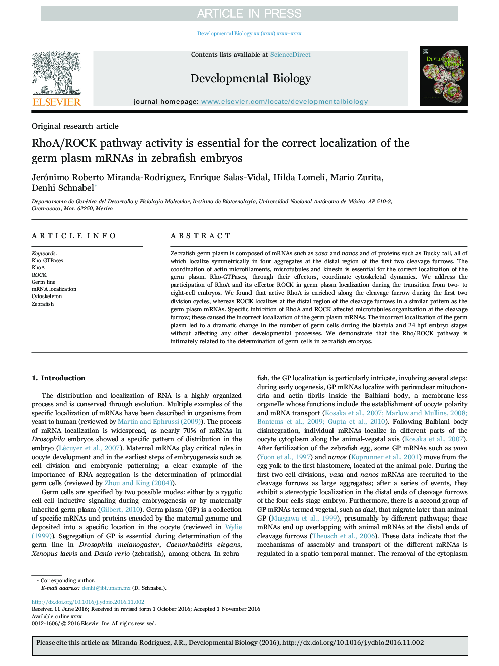 RhoA/ROCK pathway activity is essential for the correct localization of the germ plasm mRNAs in zebrafish embryos