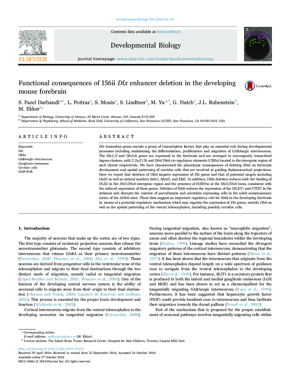 Functional consequences of I56ii Dlx enhancer deletion in the developing mouse forebrain