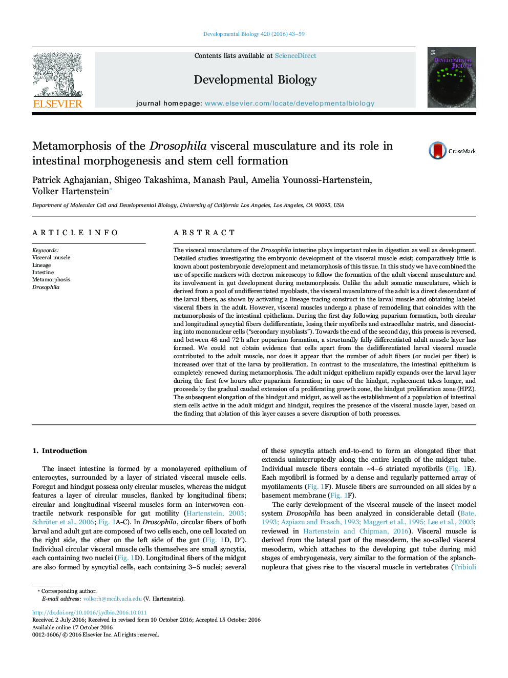 Metamorphosis of the Drosophila visceral musculature and its role in intestinal morphogenesis and stem cell formation