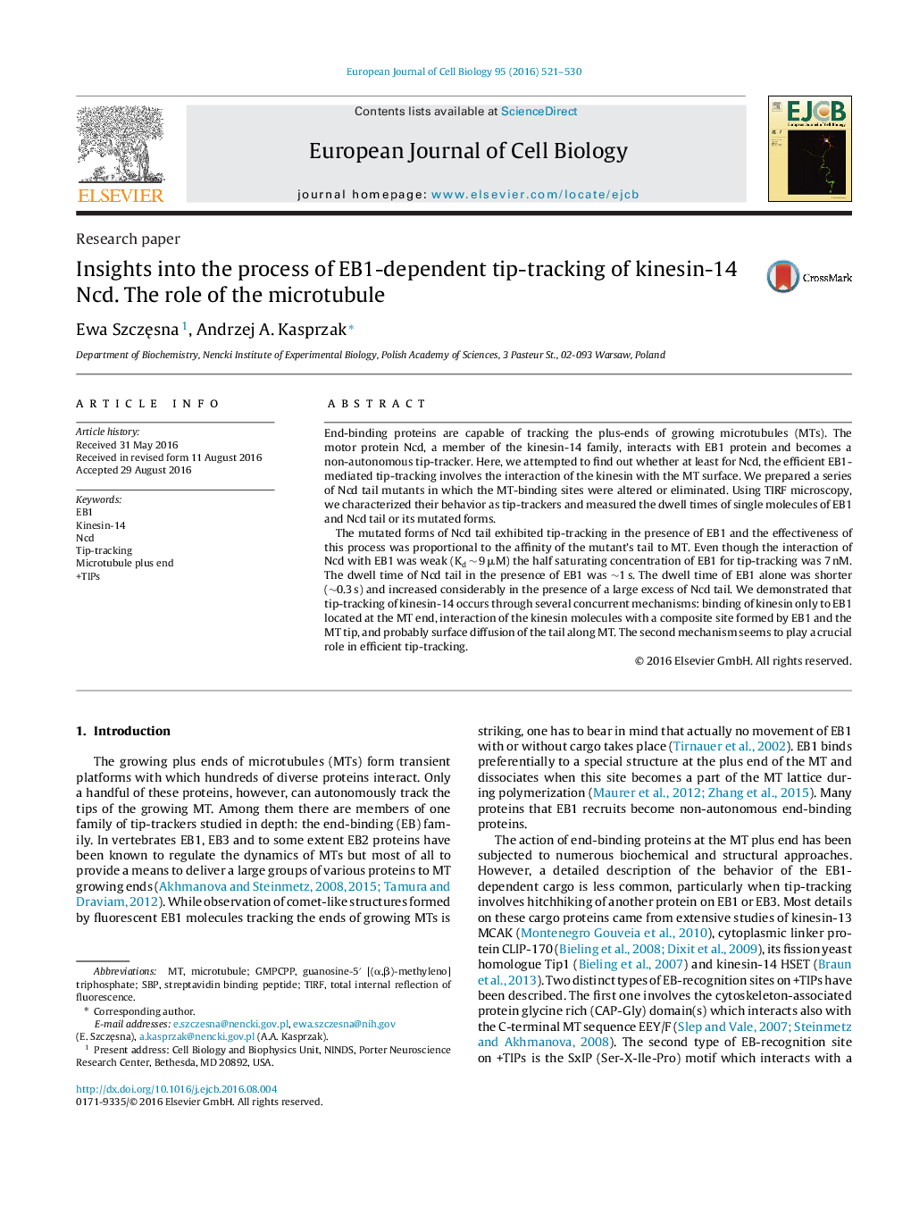 Research paperInsights into the process of EB1-dependent tip-tracking of kinesin-14 Ncd. The role of the microtubule