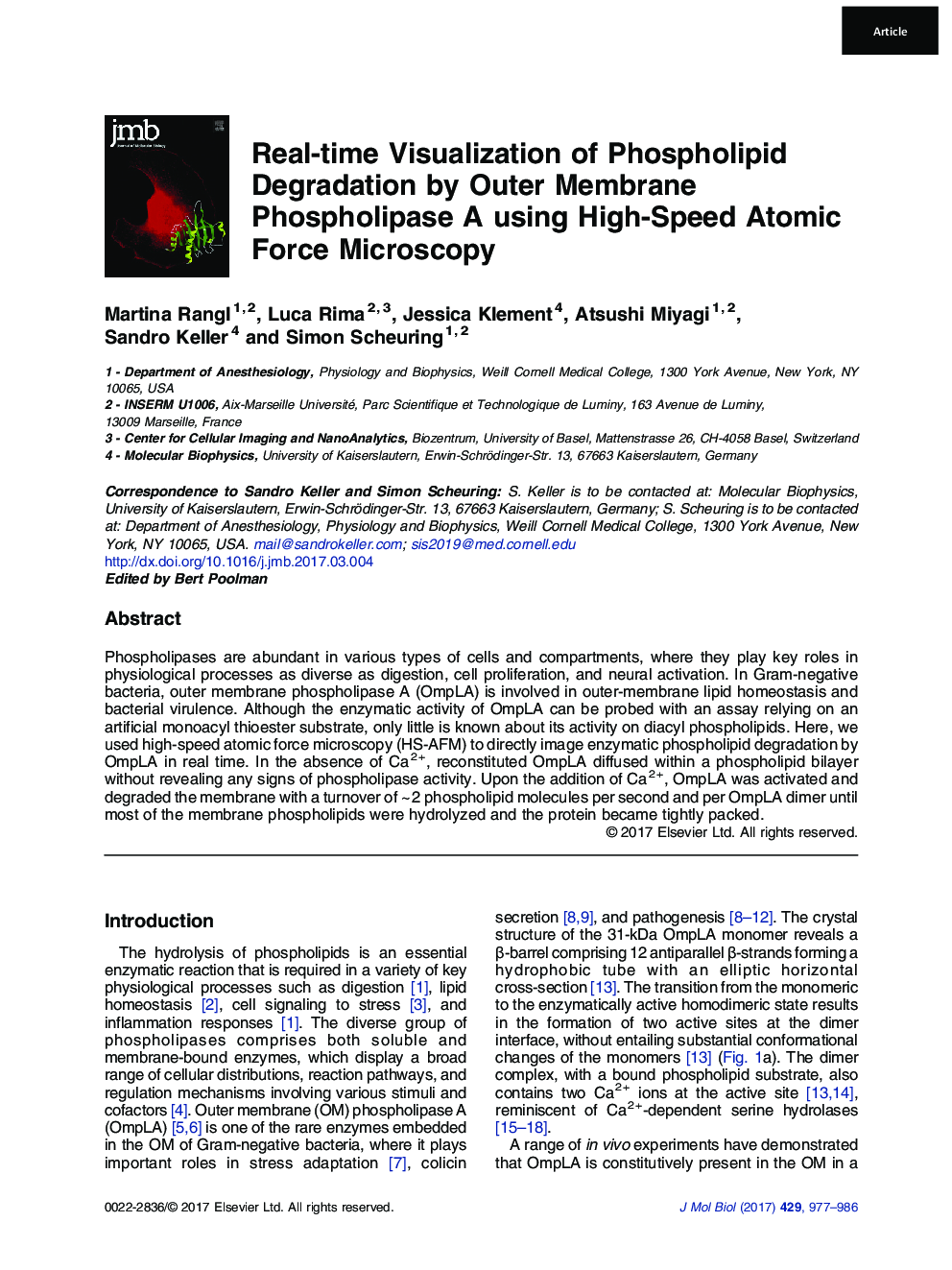 Real-time Visualization of Phospholipid Degradation by Outer Membrane Phospholipase A using High-Speed Atomic Force Microscopy