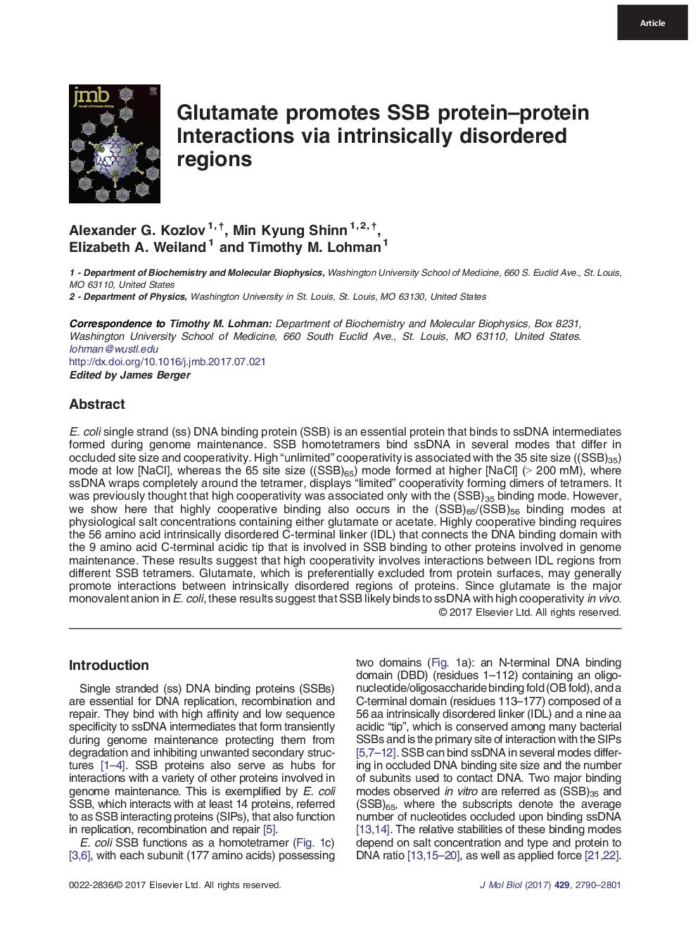 Glutamate promotes SSB protein-protein Interactions via intrinsically disordered regions