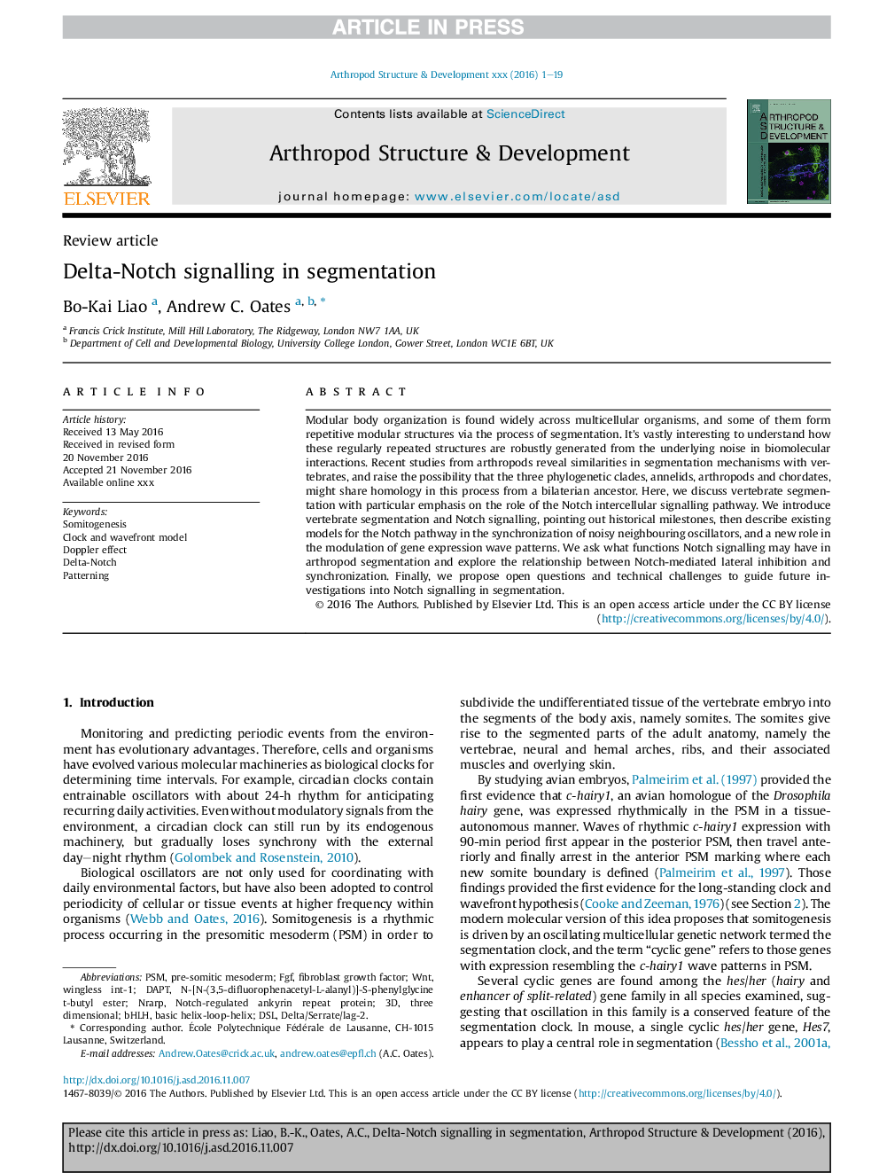 Delta-Notch signalling in segmentation