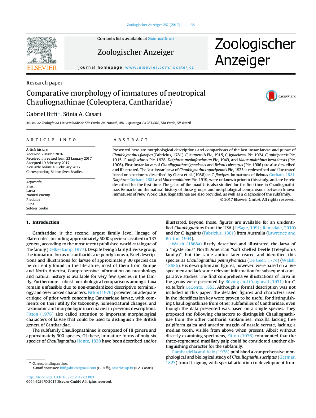 Comparative morphology of immatures of neotropical Chauliognathinae (Coleoptera, Cantharidae)