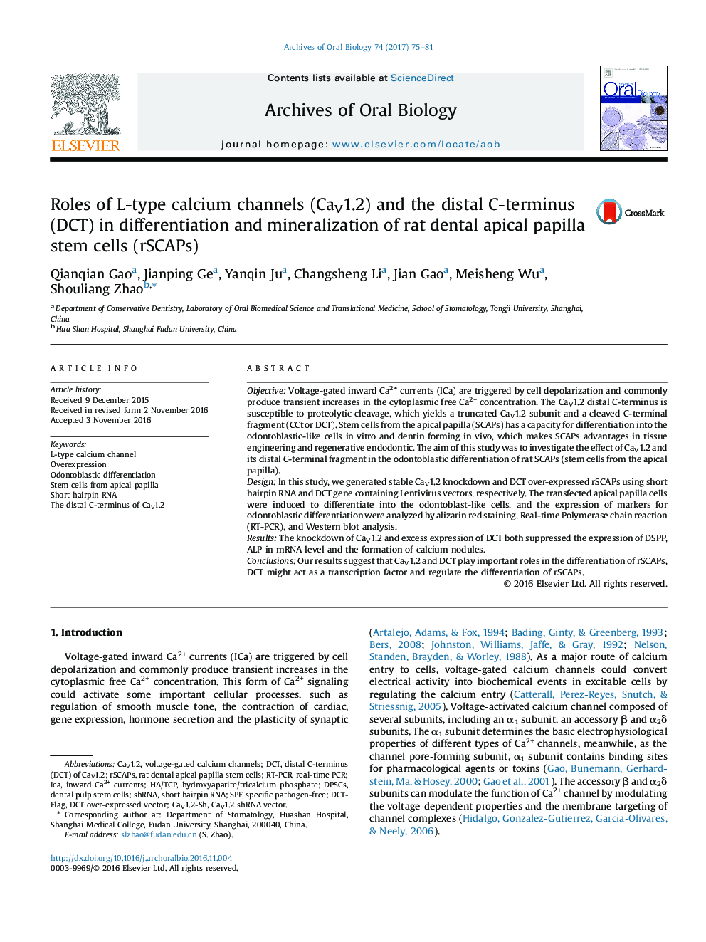 Roles of L-type calcium channels (CaV1.2) and the distal C-terminus (DCT) in differentiation and mineralization of rat dental apical papilla stem cells (rSCAPs)