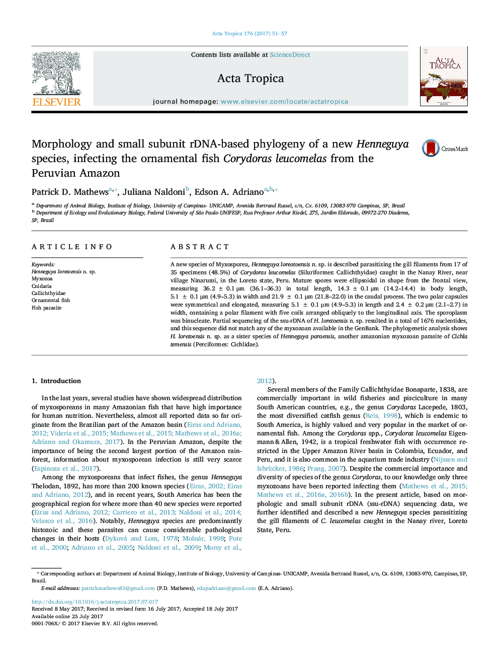 Morphology and small subunit rDNA-based phylogeny of a new Henneguya species, infecting the ornamental fish Corydoras leucomelas from the Peruvian Amazon