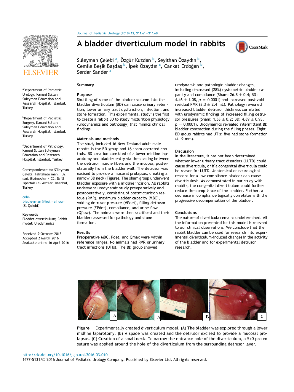 A bladder diverticulum model in rabbits