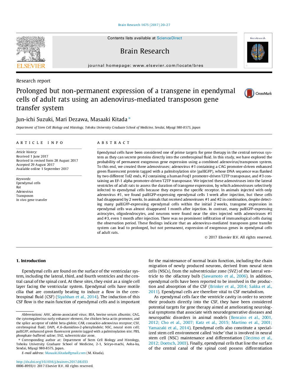 Research reportProlonged but non-permanent expression of a transgene in ependymal cells of adult rats using an adenovirus-mediated transposon gene transfer system