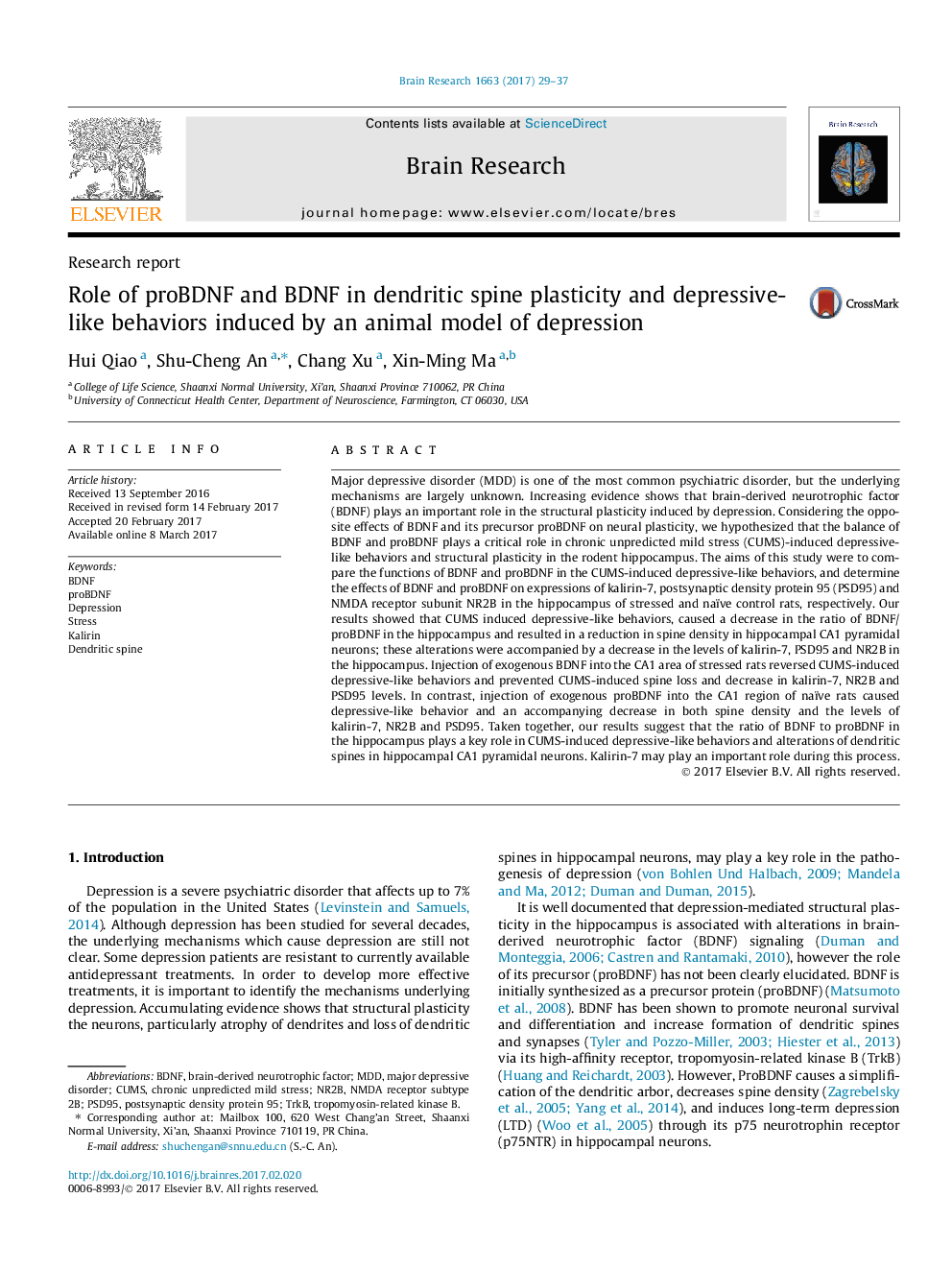 Research reportRole of proBDNF and BDNF in dendritic spine plasticity and depressive-like behaviors induced by an animal model of depression