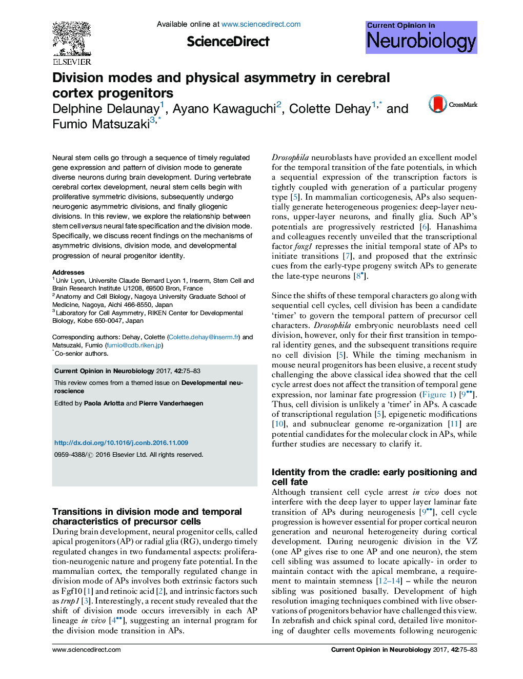 Division modes and physical asymmetry in cerebral cortex progenitors