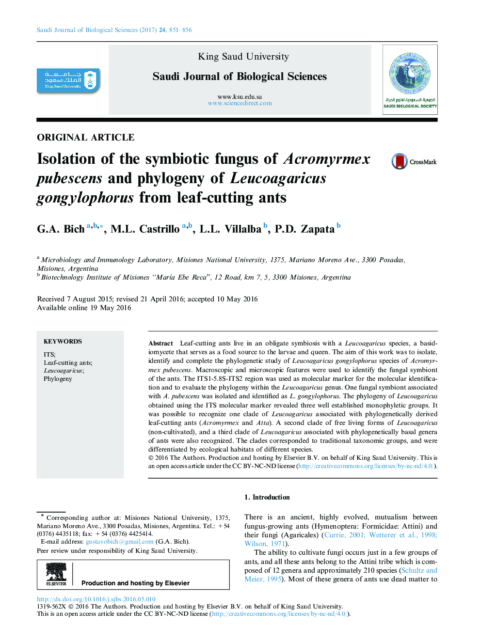 Original articleIsolation of the symbiotic fungus of Acromyrmex pubescens and phylogeny of Leucoagaricus gongylophorus from leaf-cutting ants