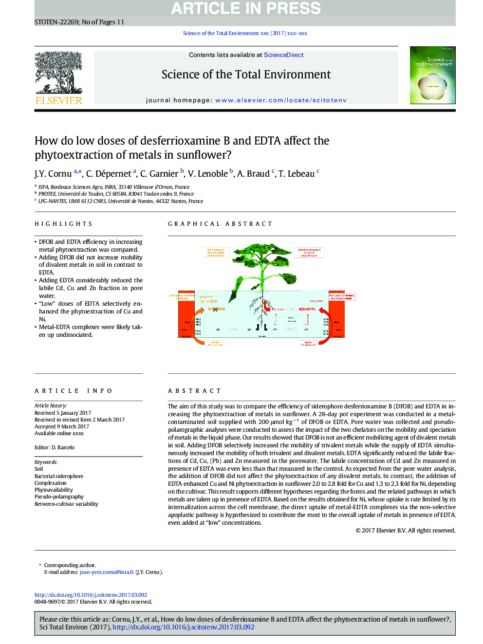 How do low doses of desferrioxamine B and EDTA affect the phytoextraction of metals in sunflower?