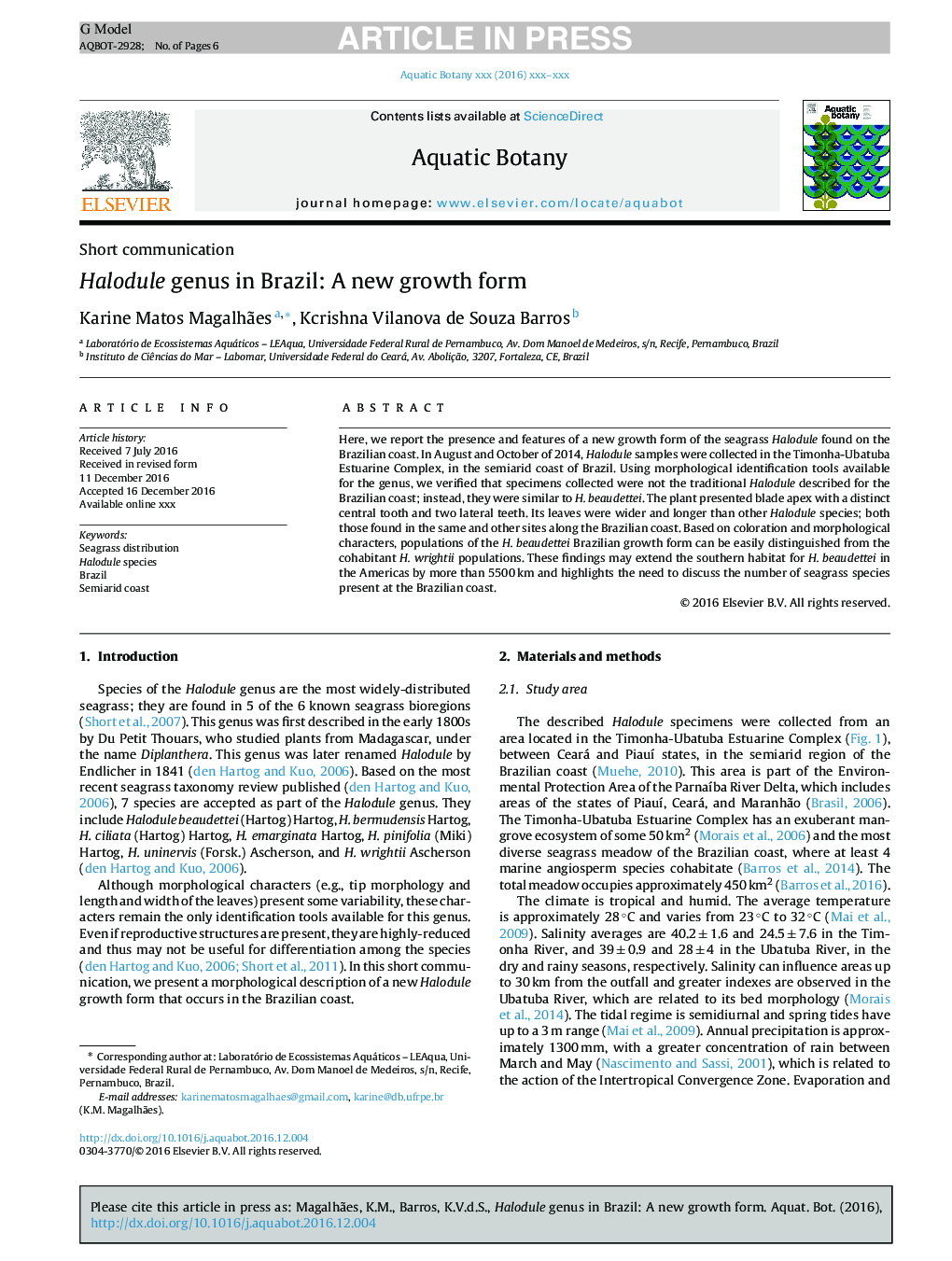 Halodule genus in Brazil: A new growth form