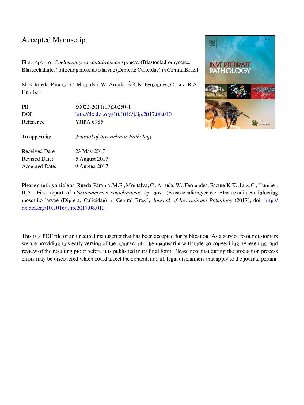 First report of Coelomomyces santabrancae sp. nov. (Blastocladiomycetes: Blastocladiales) infecting mosquito larvae (Diptera: Culicidae) in central Brazil