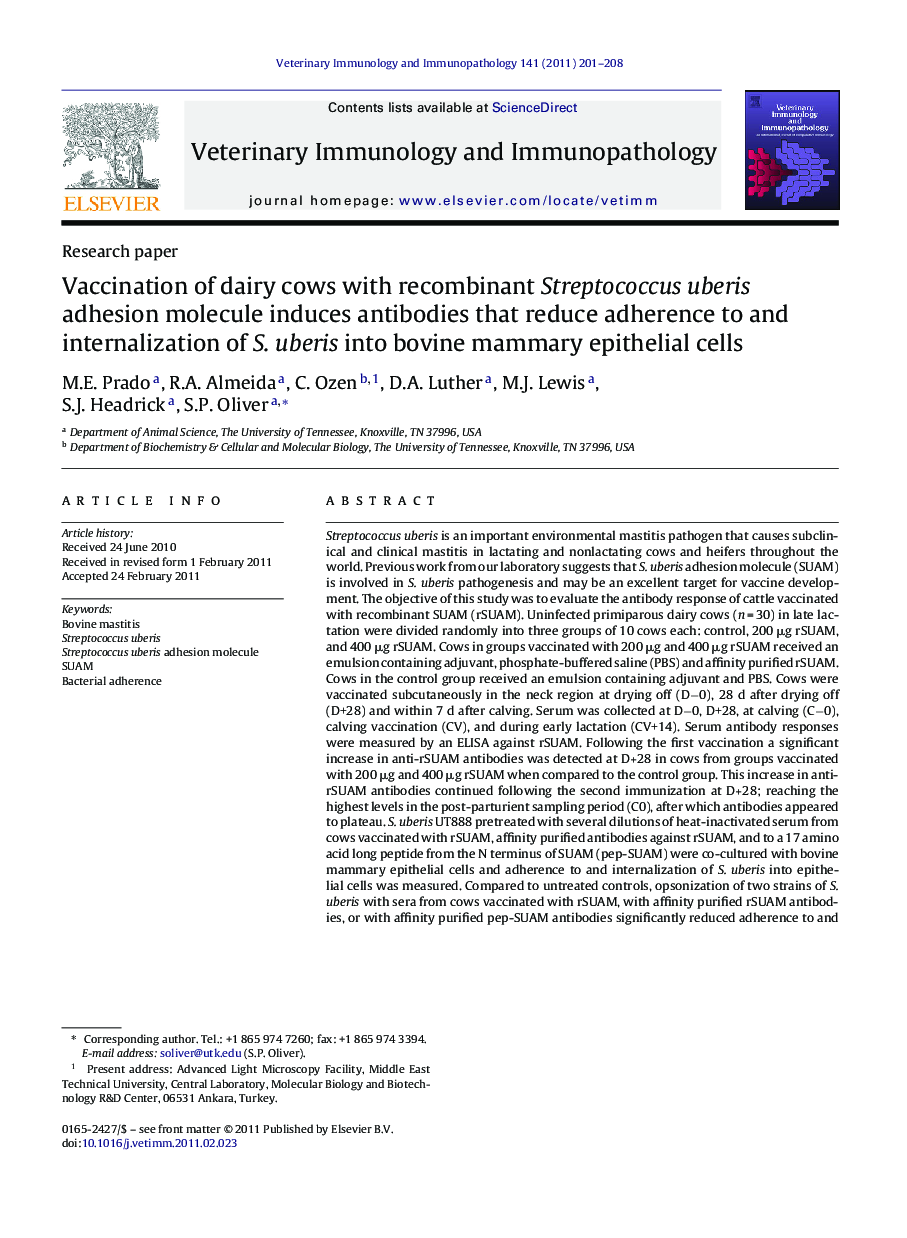 Vaccination of dairy cows with recombinant Streptococcus uberis adhesion molecule induces antibodies that reduce adherence to and internalization of S. uberis into bovine mammary epithelial cells