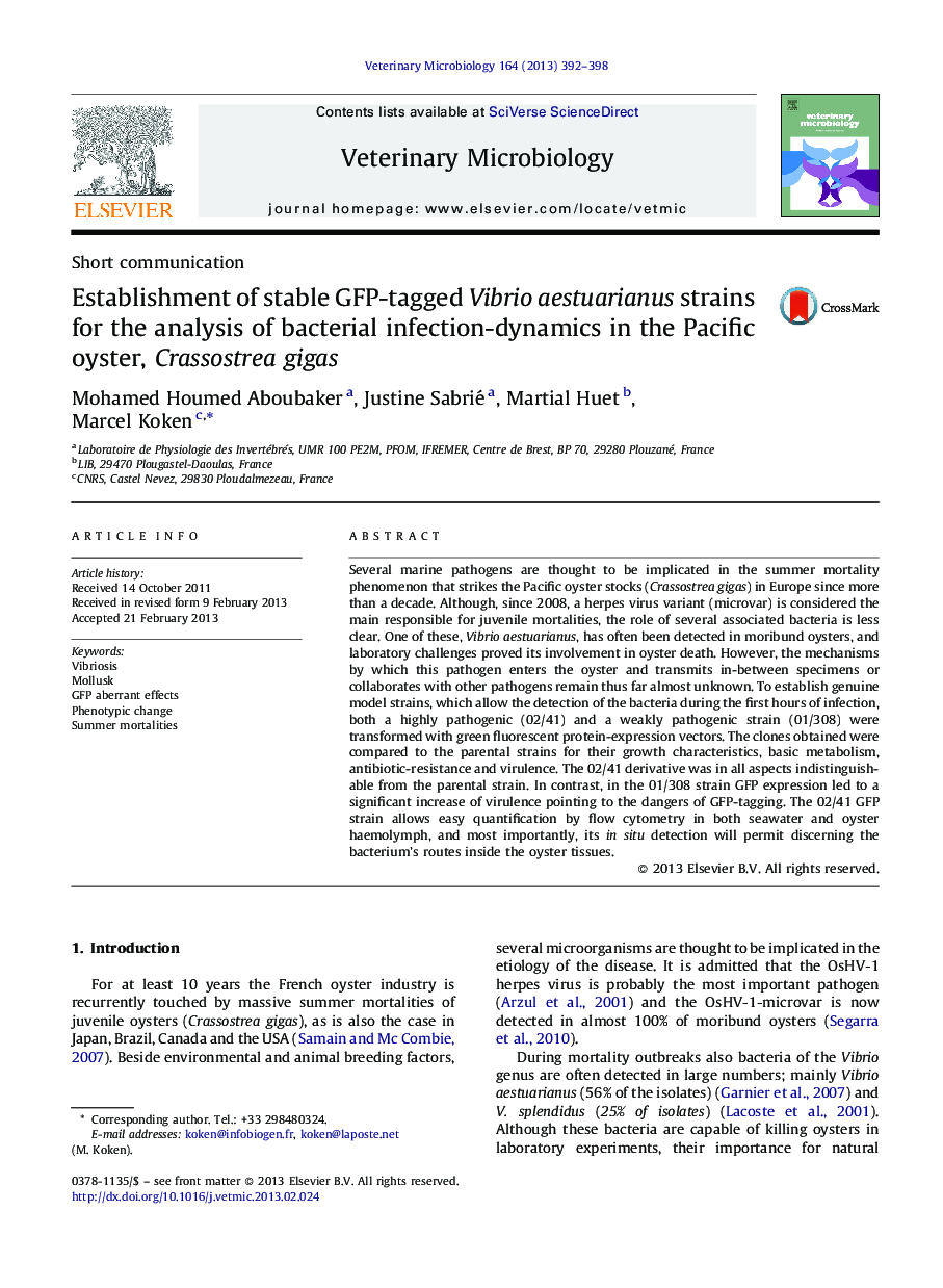 Establishment of stable GFP-tagged Vibrio aestuarianus strains for the analysis of bacterial infection-dynamics in the Pacific oyster, Crassostrea gigas