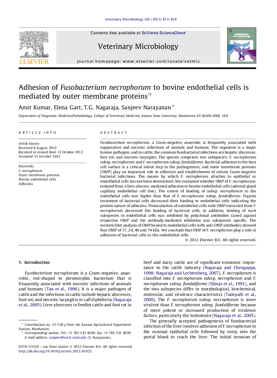 Adhesion of Fusobacterium necrophorum to bovine endothelial cells is mediated by outer membrane proteins